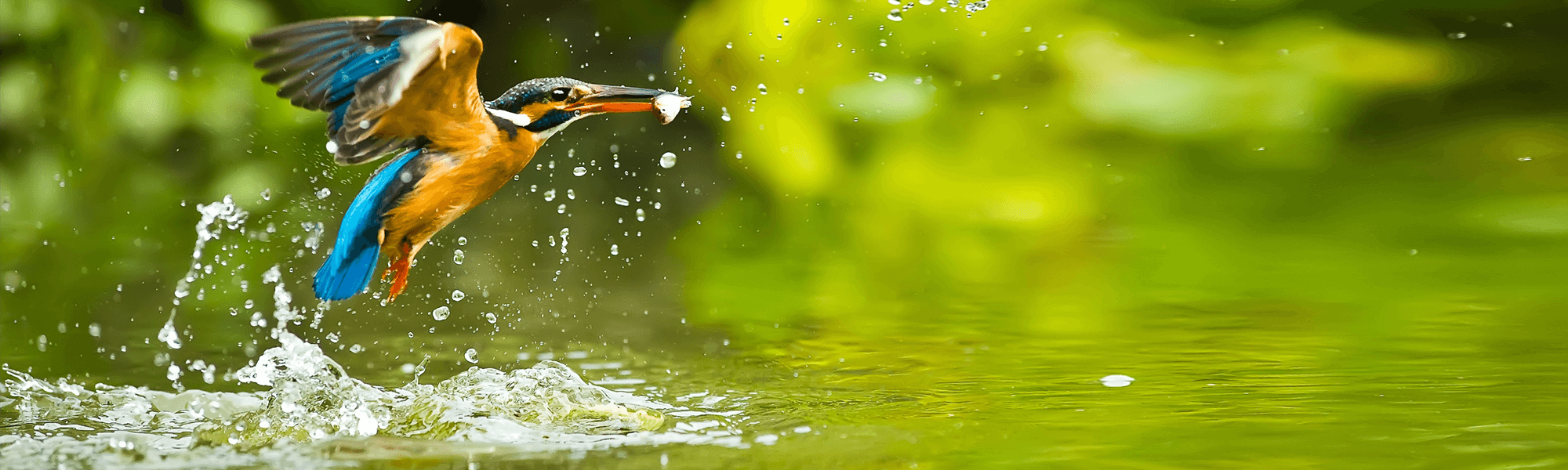 IJsvogel duikt het water in, Beleef de Lente van Vogelbescherming gestreamd met Jet-Stream
