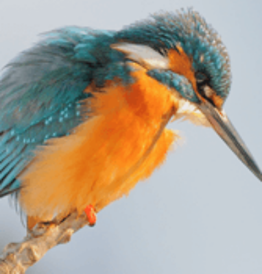IJsvogel op een tak, live vogelstreams van Beleef de Lente