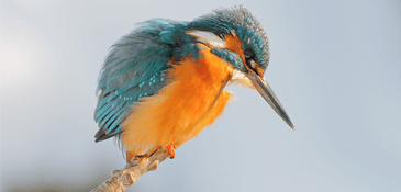 Live spring live: livestreams van vogels