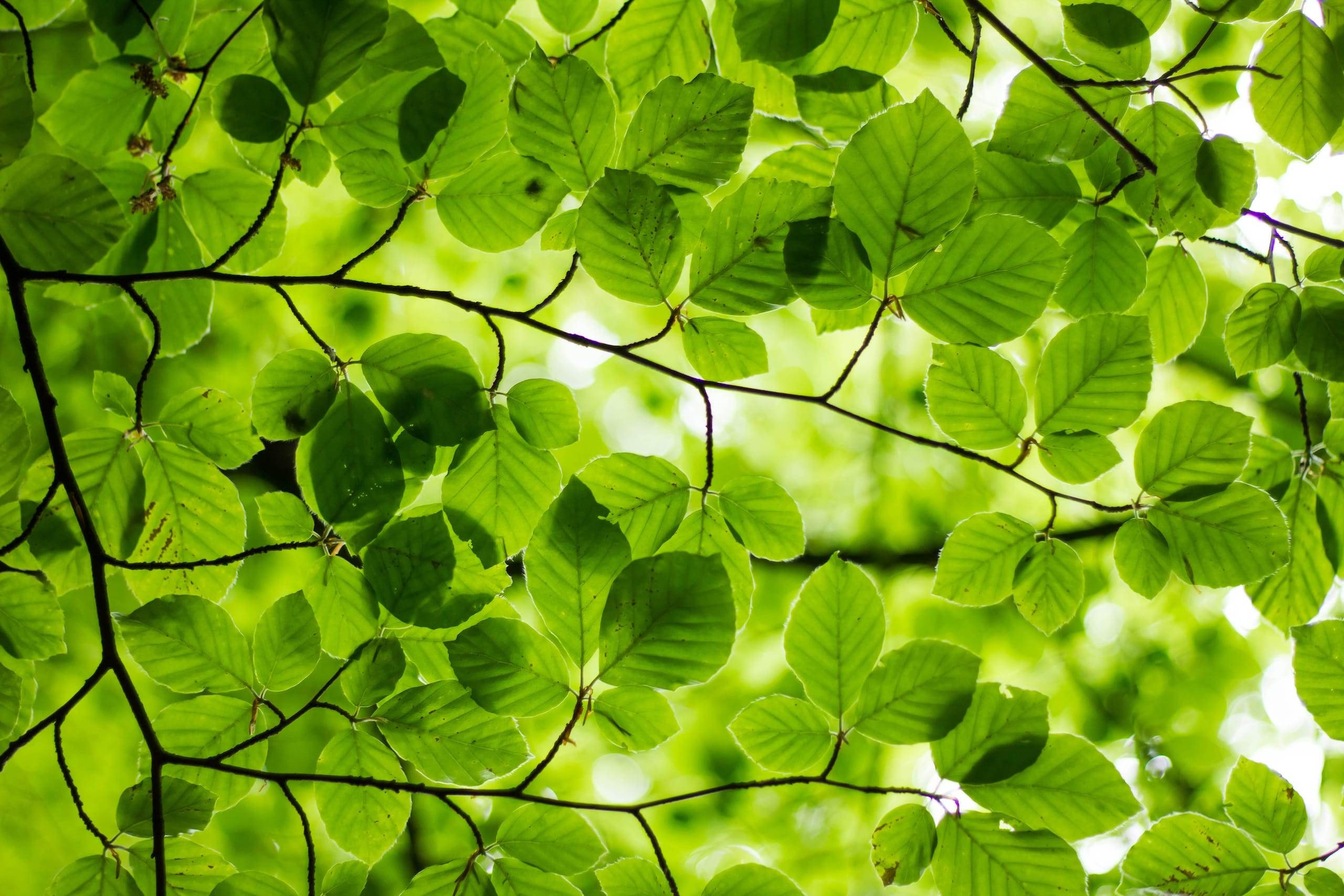 Frisse groene bladeren in het zonlicht, als illustratie van groen streamen